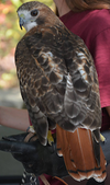 Canaan red tailed hawk