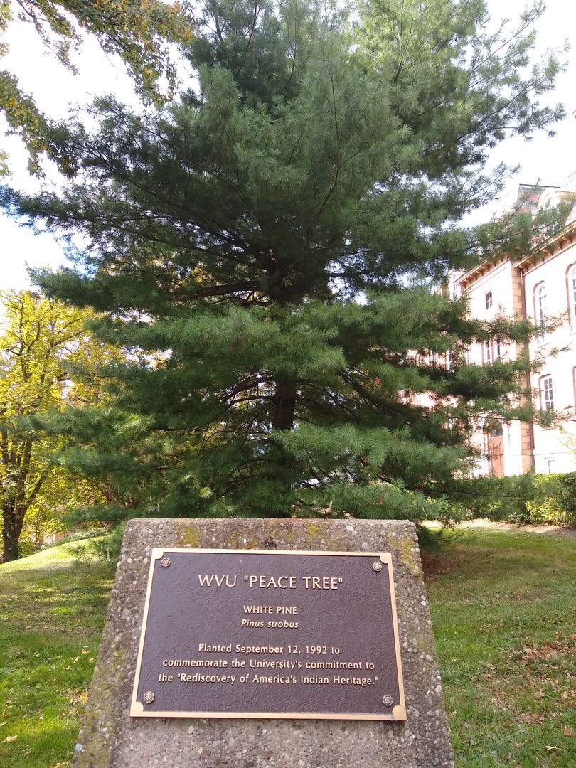 A tall evergreen tree stands outside of Martin Hall at WVU. In front of the tree is a plaque that commemorates the tree and its tradition.
